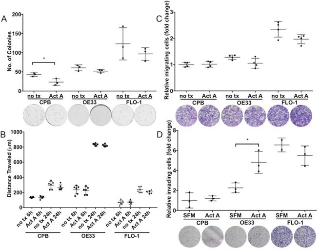 Stimulation with recombinant Activin A affects colony formation, migration and invasion potential in a cell-type specific manner.