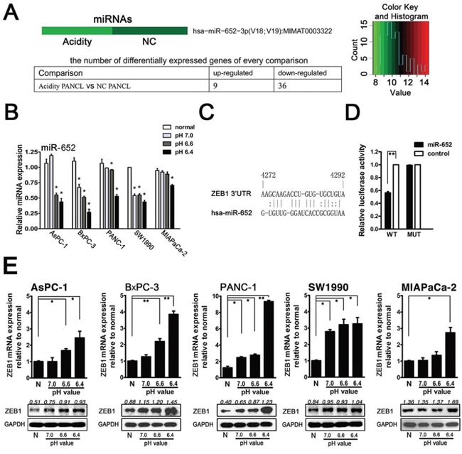 Acidity induced miR-652 downregulation and its direct target ZEB1 upregulation in pancreatic cancer cells.