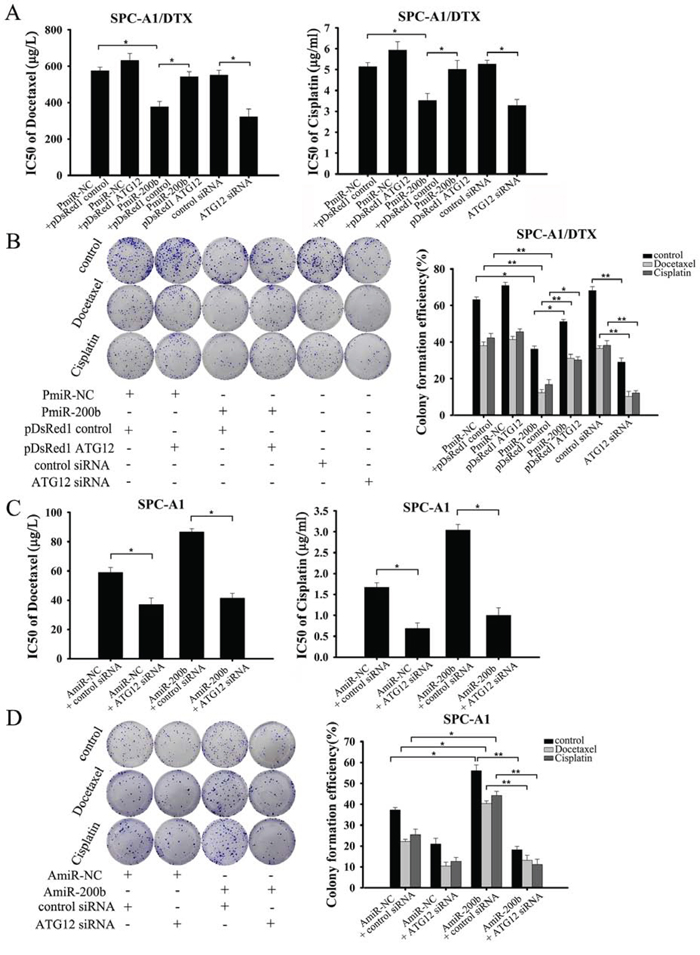 MiR-200b increases chemosensitivity of SPC-A1/DTX cells by targeting ATG12.