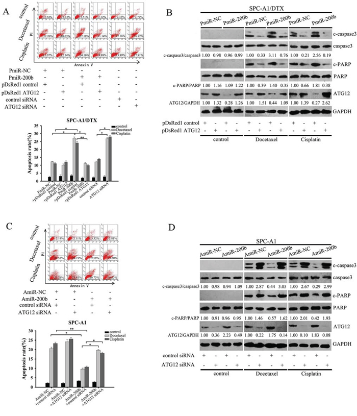 MiR-200b increases the sensitivity of SPC-A1/DTX cells to apoptosis by targeting ATG12.