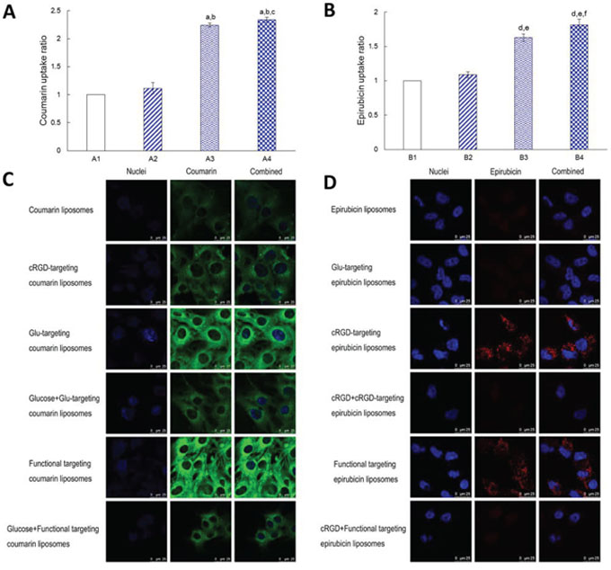 Cellular uptake and competition inhibition effect on the uptake by BMVECs and by glioblastoma cells.