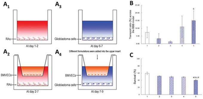 Transporting across the co-cultured BBB model and treating brain glioblastoma cells.