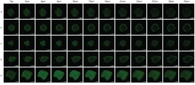 Penetrating ability into solid glioblastoma spheroids.