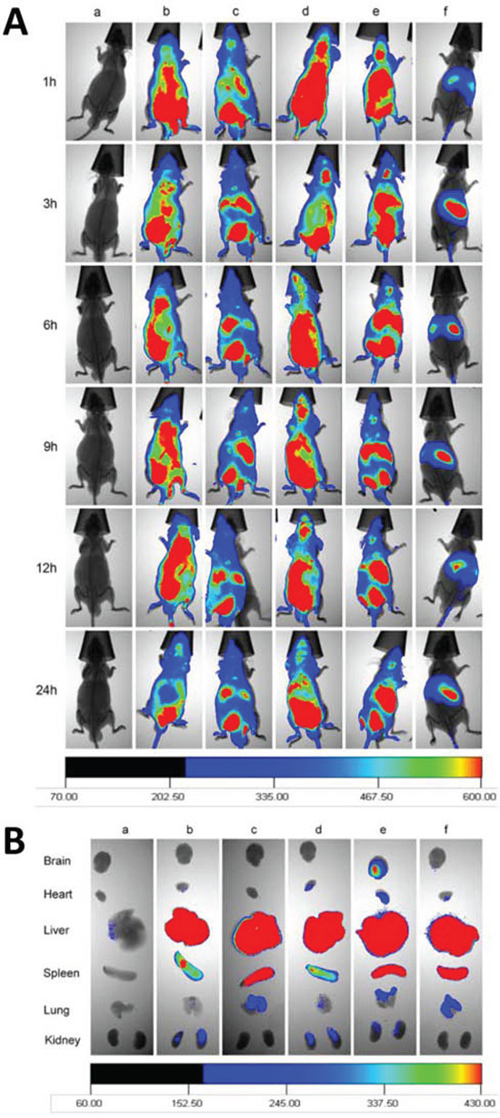 In vivo imaging the distribution in glioblastoma-bearing mice.