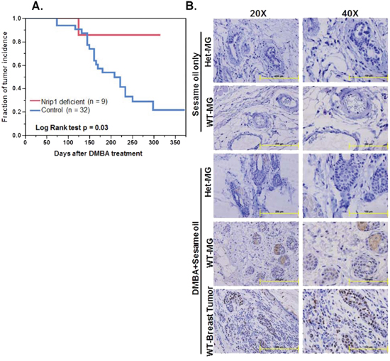 Reduced NRIP1 expression results in decreased susceptibility to DMBA-induced mammary tumor incidence in mice.