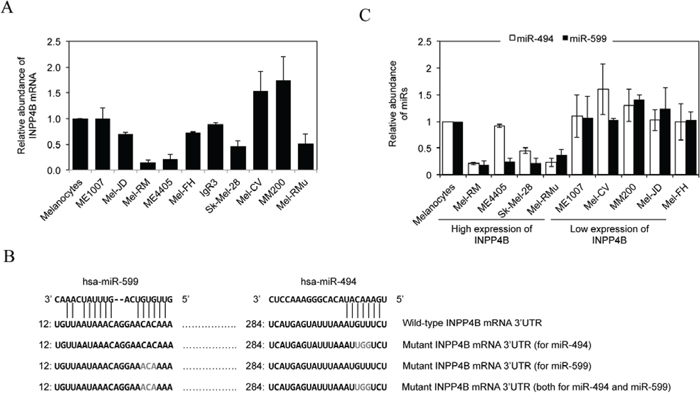 Upregulation of INPP4B in melanoma cells is associated with loss of miR-494 and/or miR-599.