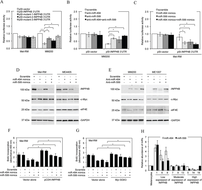 Downregulation of miR-494 and miR-599 contributes to upregulation of INPP4B.