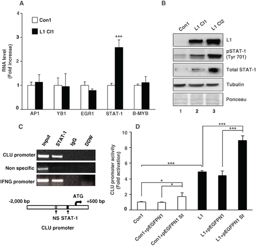 L1 activates the CLU gene promoter via an increase in STAT-1 expression.