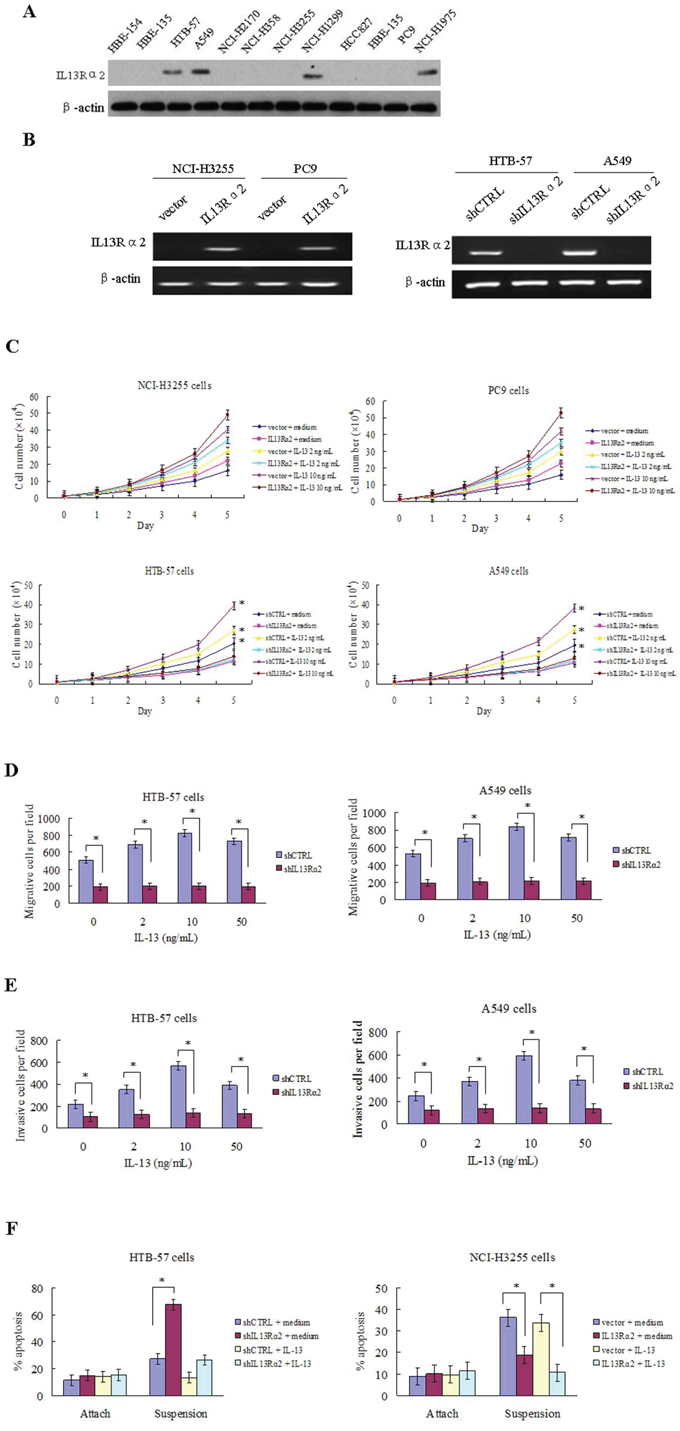 IL13R&#x03B1;2 promotes proliferation, invasion, migration and anoikis resistance in lung cancer cells.