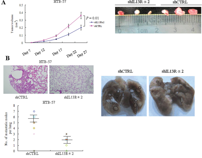 IL13R&#x03B1;2 promotes tumor growth and lung metastasis in vivo.