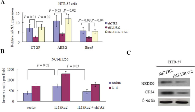 IL13R&#x03B1;2 promotes invasion and metastasis through TAZ and its downstream target genes.