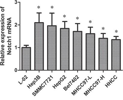 Notch1 mRNA activity in seven HCC cell lines and a normal liver cell for qRT-PCR.