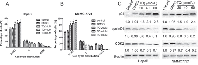 TQ induces G1 phase cell cycle arrest; p21, cylinD1 and CDK2 protein expression in Hep3B and SMMC7721 cells.