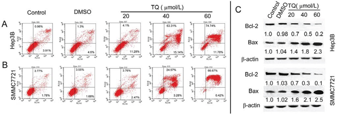 TQ induced cell apoptosis and effect on apoptosis-related factors.