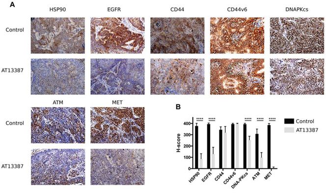 Immunohistochemical analysis on A431 tumors.