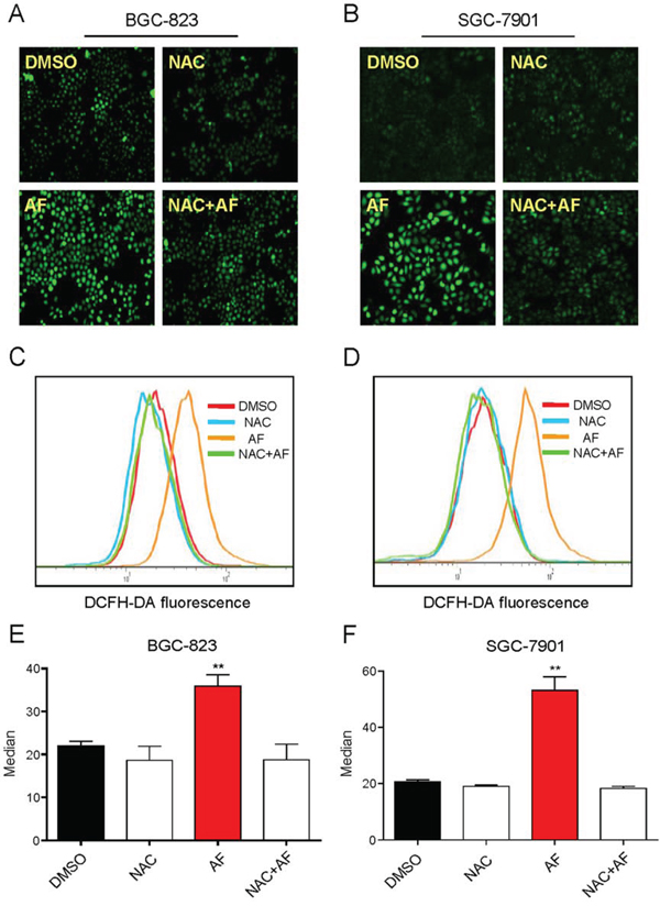 Treatment with AF induces ROS accumulation in human gastric cancer cells.