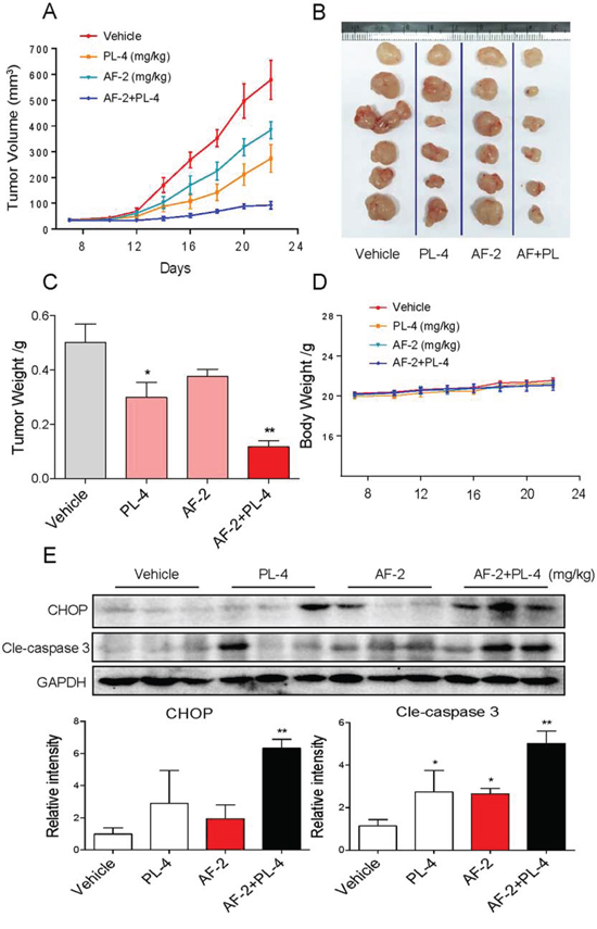 PL enhances AF-induced growth inhibition of tumor xenografts.