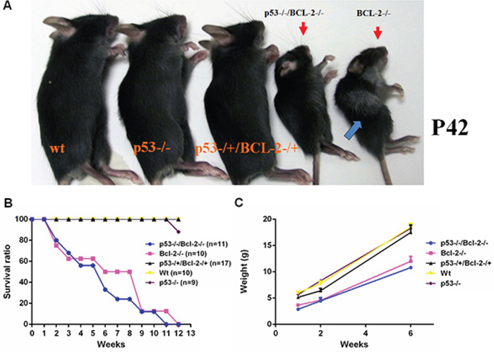 Loss of p53 prevents hair graying caused by Bcl-2 deficiency, but does not restore normal growth.
