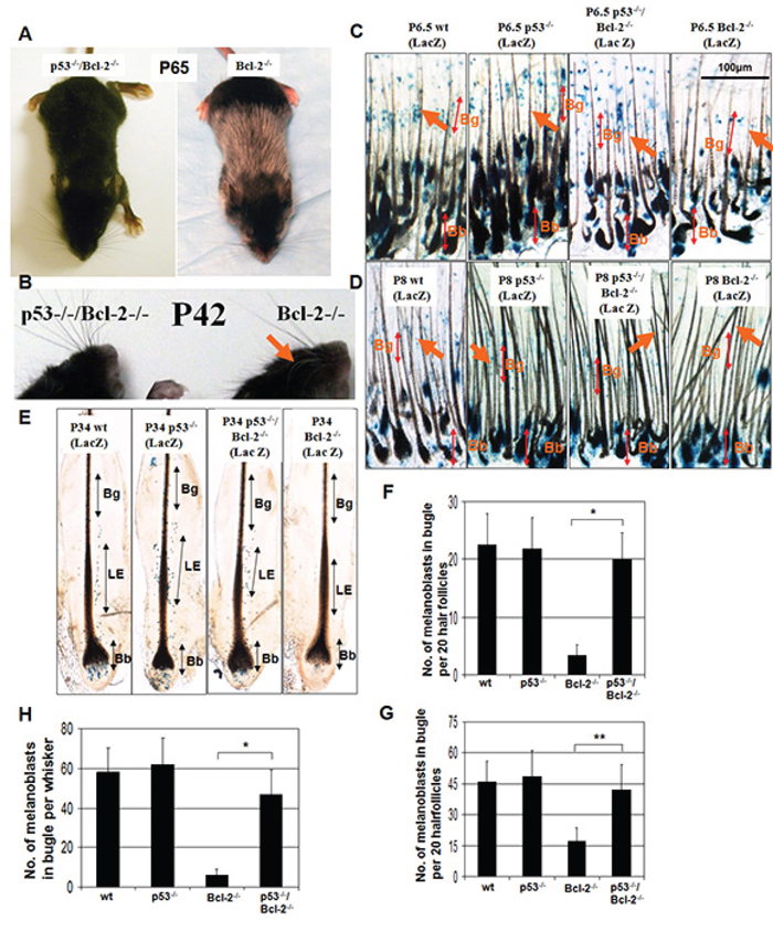 Graying elicited by Bcl-2 deficiency reflects p53-driven melanocyte death.