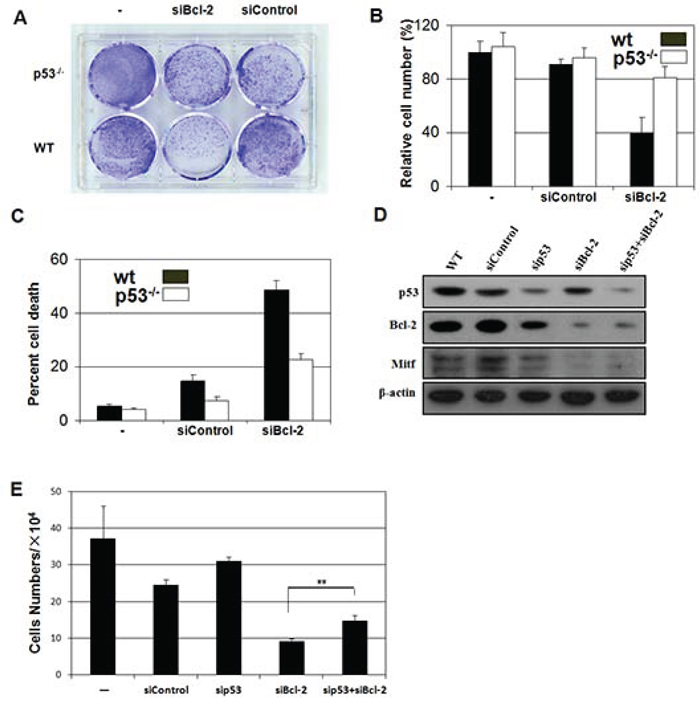 Loss of p53 inhibits the apoptosis induced by absence of Bcl-2 in vivo or Bcl-2 knockdown in vitro.