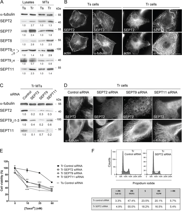 Increased recruitment of septins to microtubules confers Taxol&#x00AE; resistance.