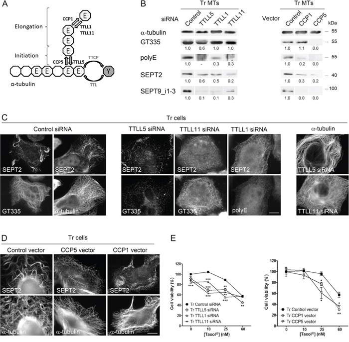 Long polyglutamate chains on tubulin favor septin recruitment to microtubules and participate in Taxol&#x00AE; resistance.