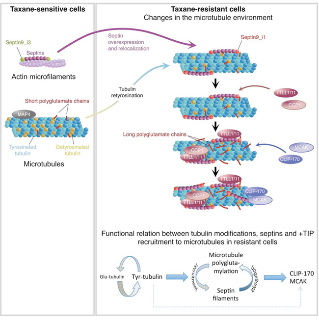 Integrative model of the molecular events that take place in the microtubule environment of taxane-adapted MDA-MB 231 cells.