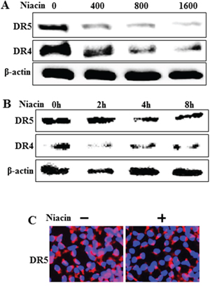 Niacin decreased expression of death receptor protein.