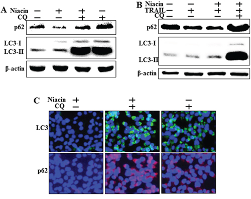 Chloroquine inhibits autophagic flux with or without TRAIL treatment.