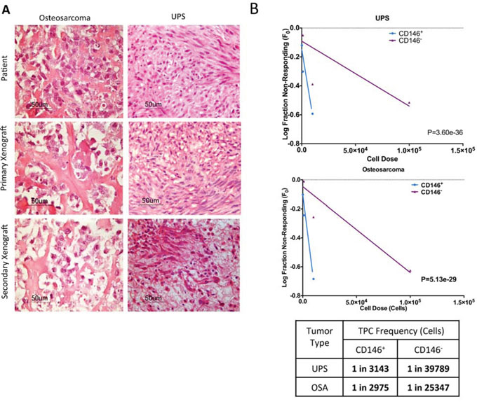 CD146 enriches for sarcoma TPCs.