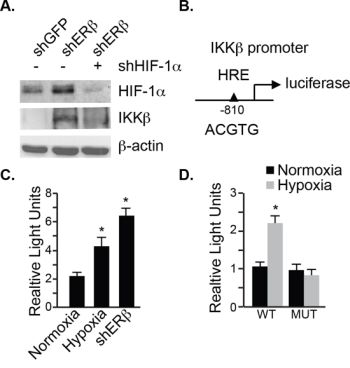 HIF-1&#x03B1; regulates IKK&#x03B2; transcription.