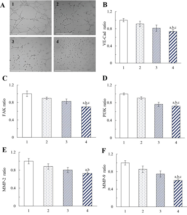 Destructive effects on the VM channels of MDA-MB-231 cells after treatment with functional vincristine plus dasatinib liposomes.