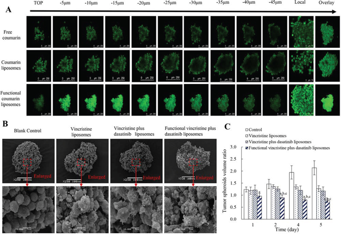 Penetrating ability and destructive effects on the tumor spheroids of MDA-MB-231 cells after treatment with functional liposomes.