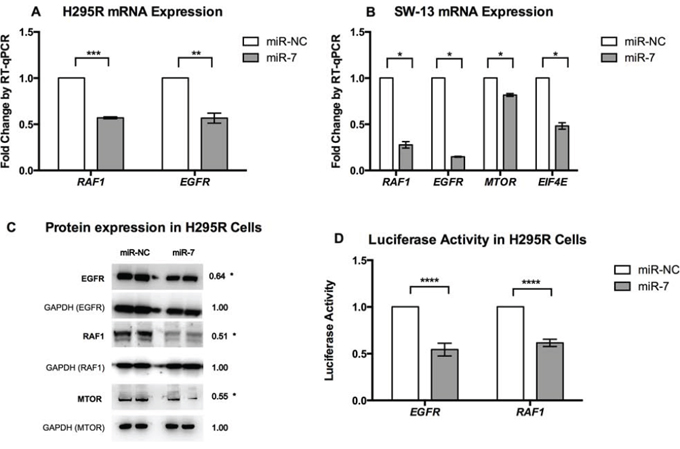 RAF1 and MTOR are reduced following miR-7 replacement in ACC cell lines.