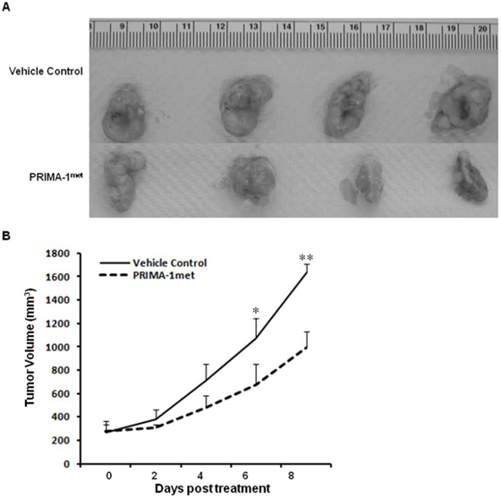 PRIMA-1met significantly suppressed CRC xenograft growth.