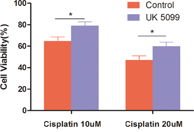 Cells treated with UK5099 tended to be highly resistant to cisplatin.