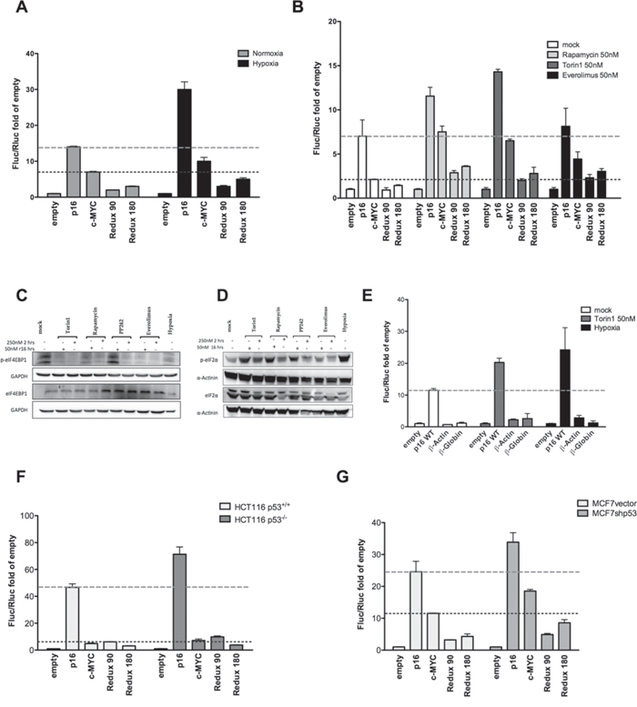 Hypoxia and different mTOR inhibitors enhance p16INK4a 5&#x2032;UTR mediated translation.