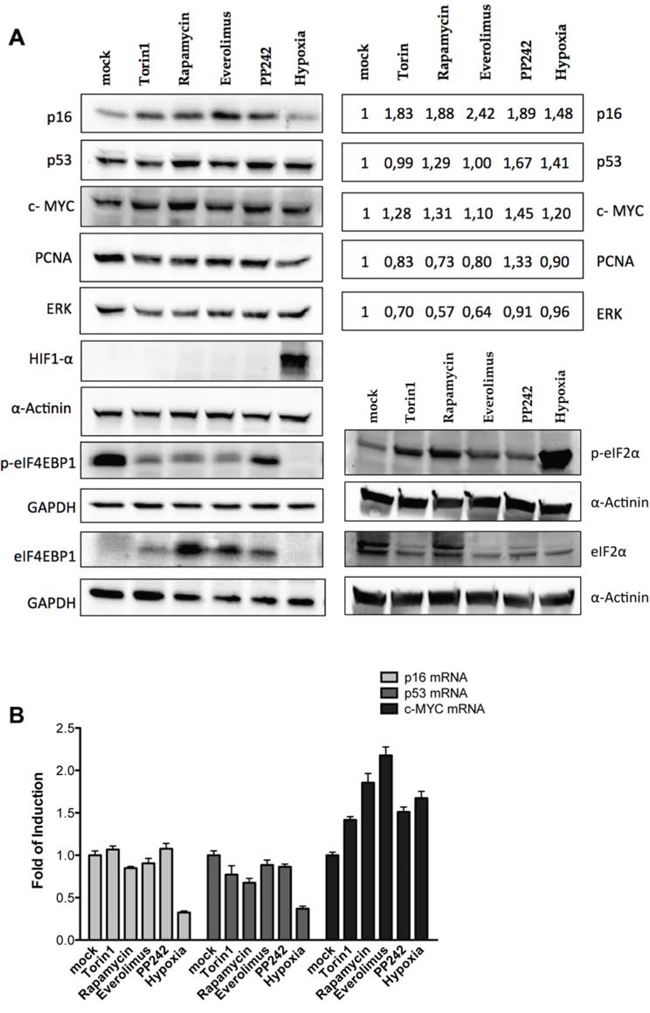 Endogenous p16INK4a is controlled via a post-transcriptional mechanism in melanoma cells.