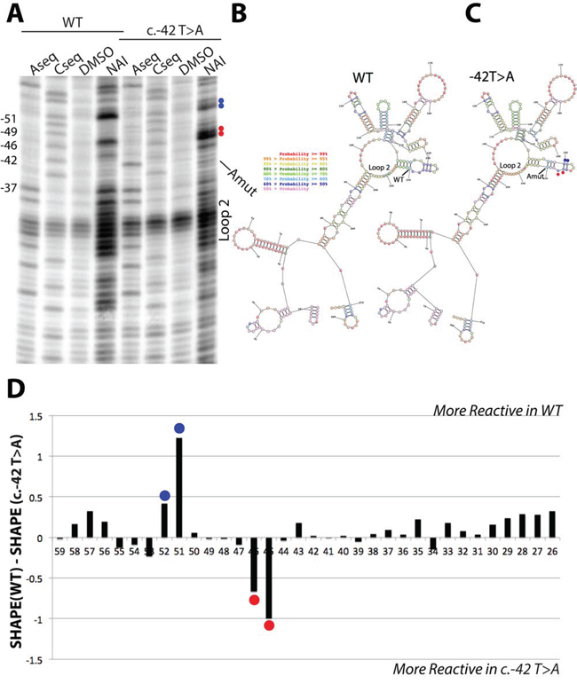 SHAPE analysis of wild type and c.-42T&#x003E;A p16 5&#x2032;UTR RNA structures.