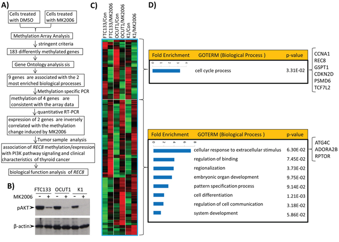 Genome-wide screening of candidate genes regulated by the PI3K/AKT pathway through aberrant gene methylation in thyroid cancer cells and functional annotation of these genes.