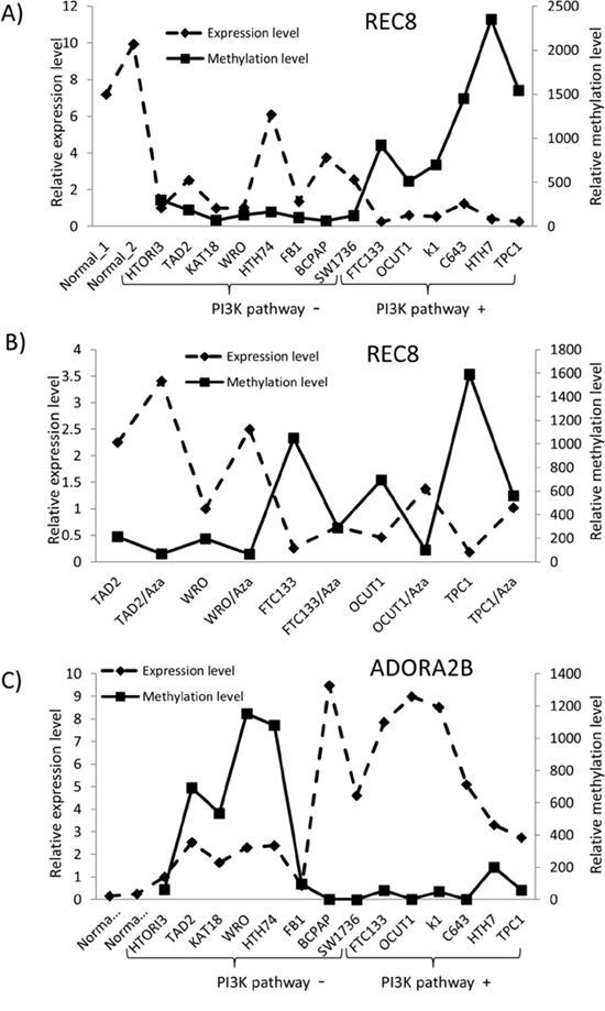 Relationship between the expression and methylation of REC8 and ADORA2B and genetic alterations of PI3K/Akt pathway in thyroid cancer cell lines.