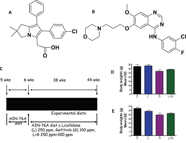 Experimental design for evaluation of licofelone and gefitinib efficacy in PC prevention in GEM.