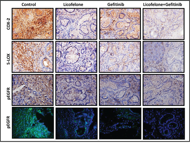 Effect of L, G, and L+G on COX-2, 5-LOX, and p-EGFR.