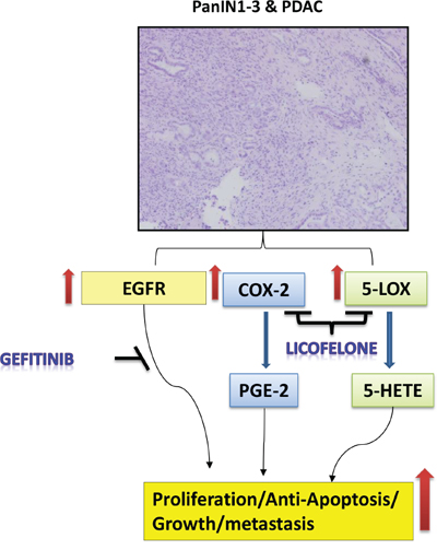 Schematic representation of effects of gefitinib and licofelone on PC progression.
