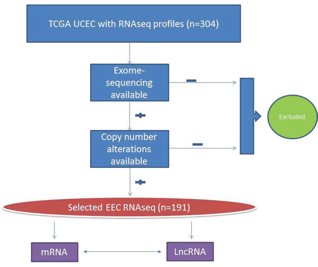 Flow chart showing the selection of endometrioid endometrial carcinoma cases from the Cancer Genome Atlas (TGCA) project.
