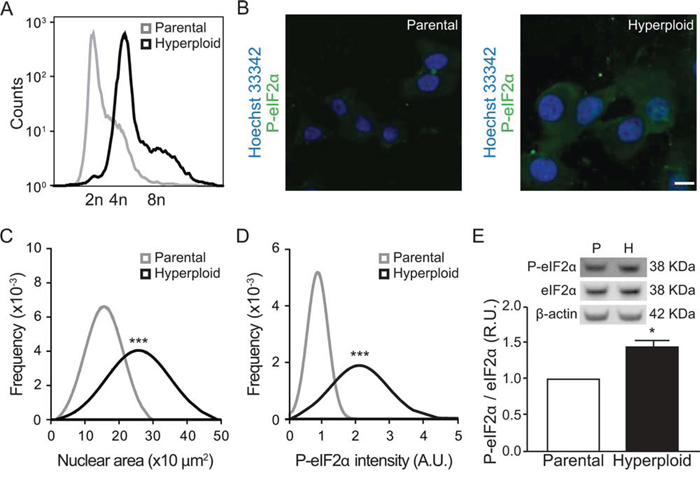 Linkage between hyperploidy and ER stress in CT26 cell line.