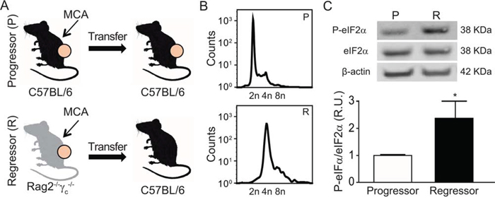 Characterization of the MCA-induced fibrosarcomas developed into immunocompetent vs immunodeficient mice.