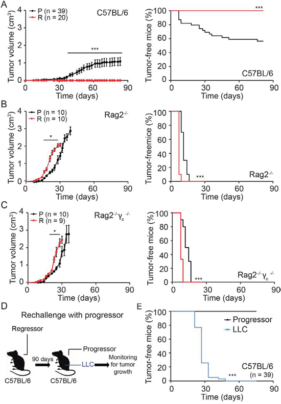 Immunogenicity of regressor cell line.