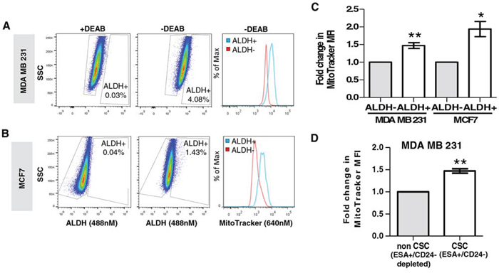 Mitochondrial mass directly correlates with ALDH activity and the ESA&#x002B;CD24-/low CSC population.