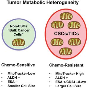 Understanding the relationship between mitochondrial mass, &#x201C;stemness&#x201D; and chemo-resistance in cancer cells.